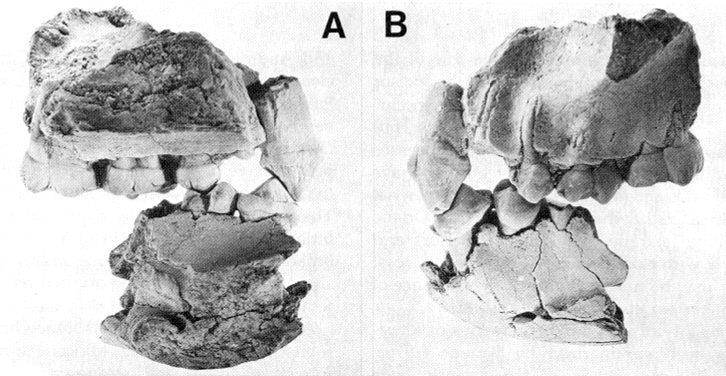 Kenyapitéci Kenyapithecus wickeri Kenyapitéci jsou nejstarší