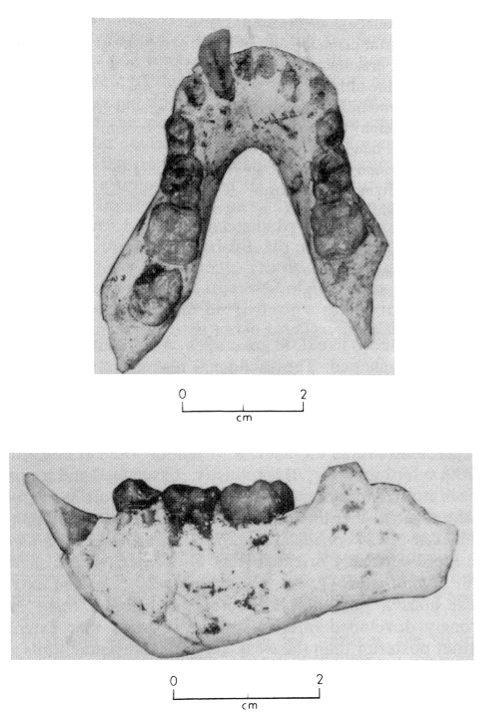 rodu Equatorius.