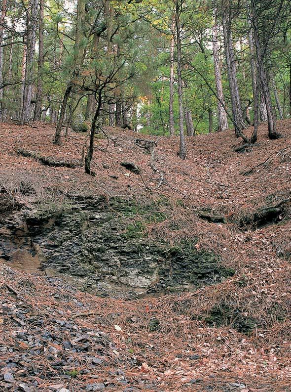 PlzeÀsko a Karlovarsko PP Sutice nalezi tû zkamenûlin. doglejov na nevápnit ch deluviofluviálních sedimentech.