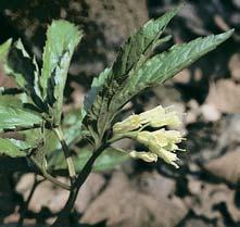 3 vatica) s pfiimí en m javorem klenem (Acer pseudoplatanus) a jedlí bûlokorou (Abies alba), ve vy ích polohách se smrkem ztepil m (Picea abies). Bylinné patro tvofií mj.