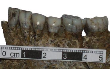 36 Eva Drozdová Obr. 1. Olomouc-Hejčín, hrob 1. Barva zubů horní i dolní čelisti byla šedomodrá (na obrázku jsou zuby dolní čelisti).
