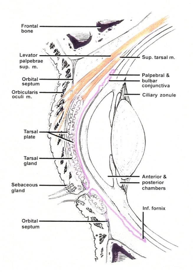 Obr. 2.