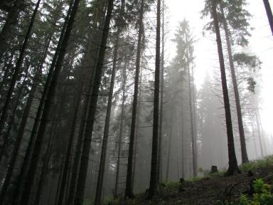 poranenie aj neporanená kôra korene biela (ružová)