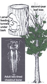 Ophiostoma spp. Ceratocystis spp.