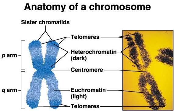 Chromozom je: struktura, jejíž základ tvoří nukleová kyselina obalená proteiny s různou funkcí; nosičem genů,