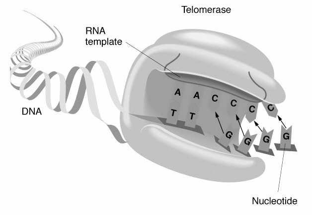 8. Telomeráza - problém replikace konců lineární DNA u eukaryot RNP komplexy - RNA složka jako templát pro syntézu telomerických repeticí - RNA složka tvoří terciální strukturu - nepřítomna u