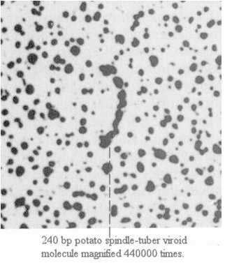 hostitelskými RNA polymerázami - rolling-circle mechanizmus - multimery štěpené autokatalytickými ribozymovými