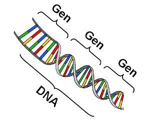 Gen Úsek DNA se specifickou