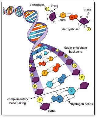 Nukleové kyseliny DNA, RNA Nukleotidy