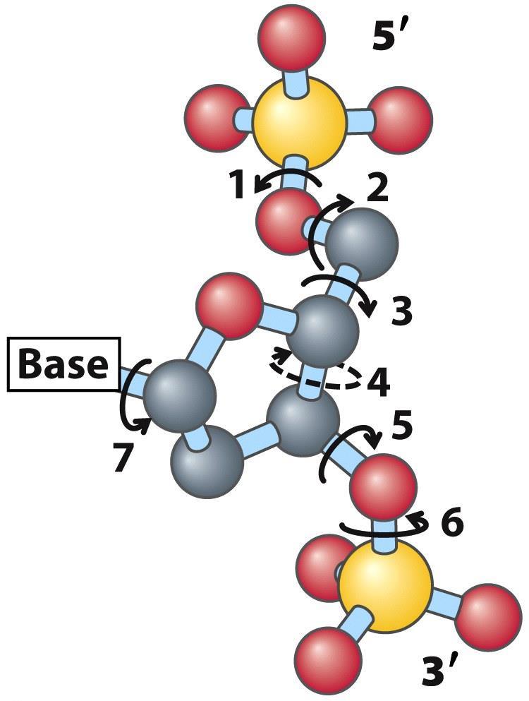DNA se vyskytuje v různých 3D formách Možné rotace kolem sedmi různých vazeb: 1.