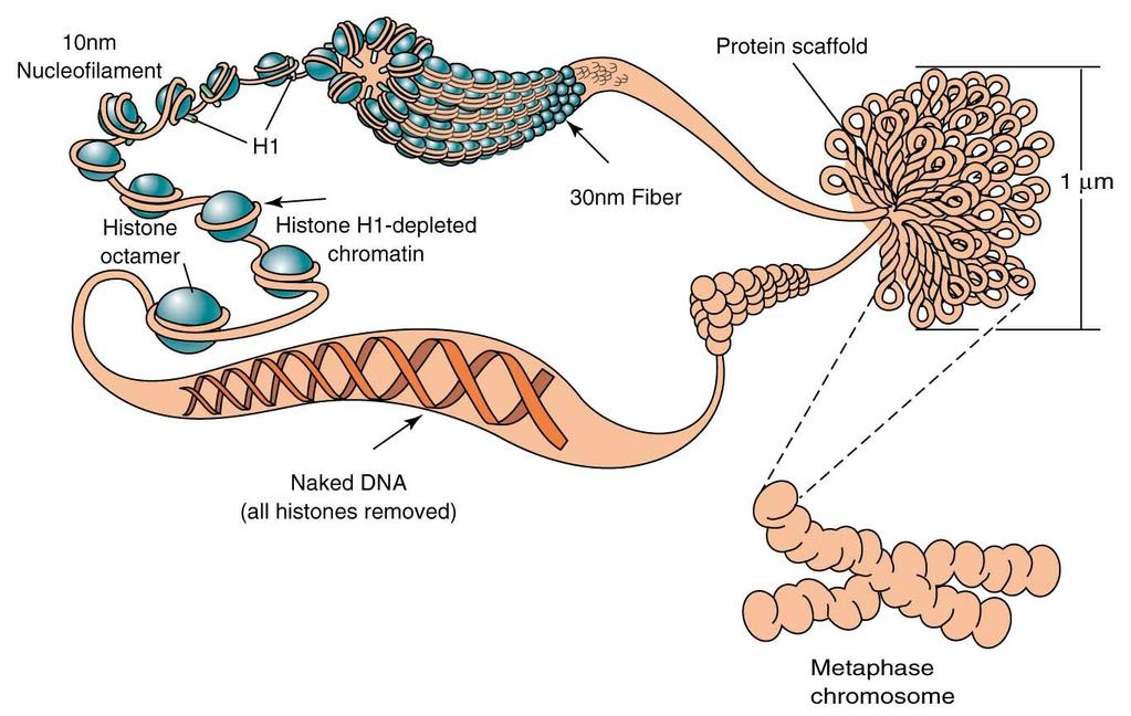 DNA je organizovaná v chromozomech Genom je tvořen unikátním