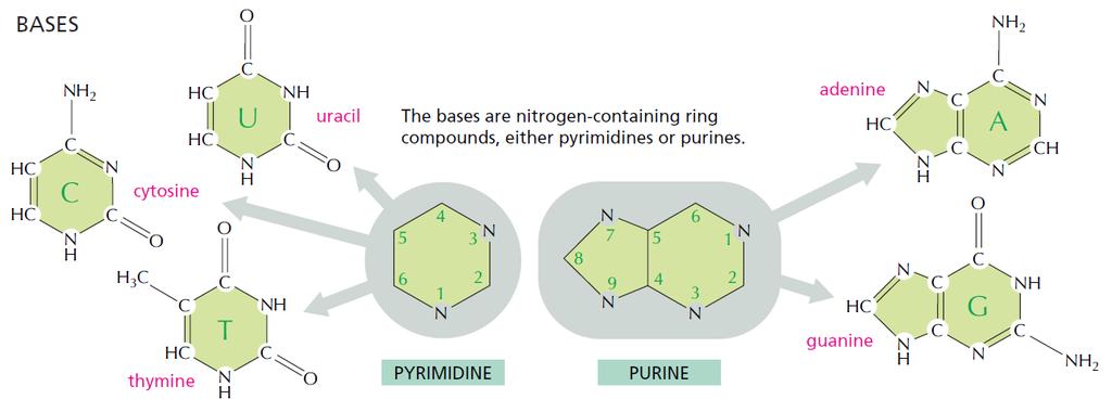 dusíkaté báze: - pyrimidinové: cytosin (C), thymin (T), uracil (U)