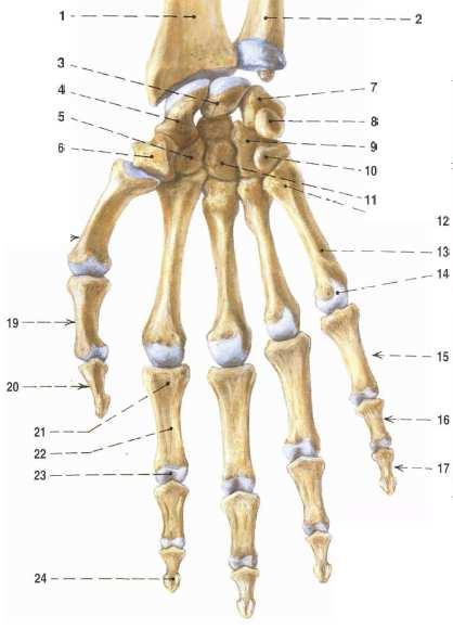 3. Ossa digitorum kosti prstů Kosti prstů, nebo-li phalanges jsou tvořeny třemi články na 2.-5. prstě 