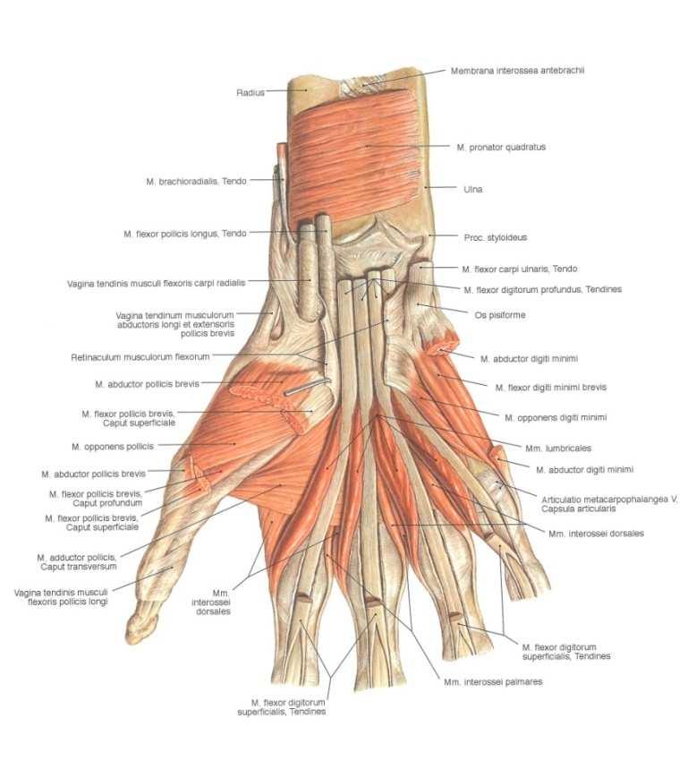 Svaly ruky musculi manus Funkce svalů ruky doplňují funkce svalů předloketních, jejichž šlachy končí na ruce a prstech. Ruka sama o sobě nemá svaly na dorsální straně.