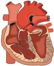 Kardiovaskularne bolesti - pogoršavaju kvalitet života, - uzrokuju invalidnost, - ekonomski