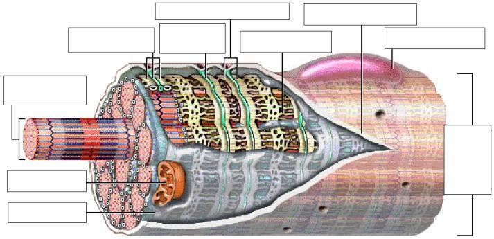 RHABDOMYOCYT