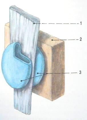 Šlachové pochvy (vaginae tendineum) synovie Vagina fibrosa kost