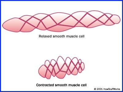 Mechanizmus kontrakce - Ca 2+ (vstup do buňky), vazba na kalmodulin - Ca 2+ -kalmodulin