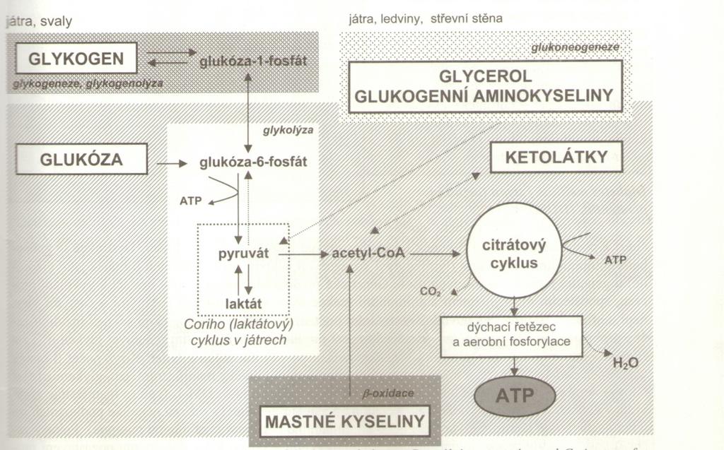 Intermediální metabolizmus přehled