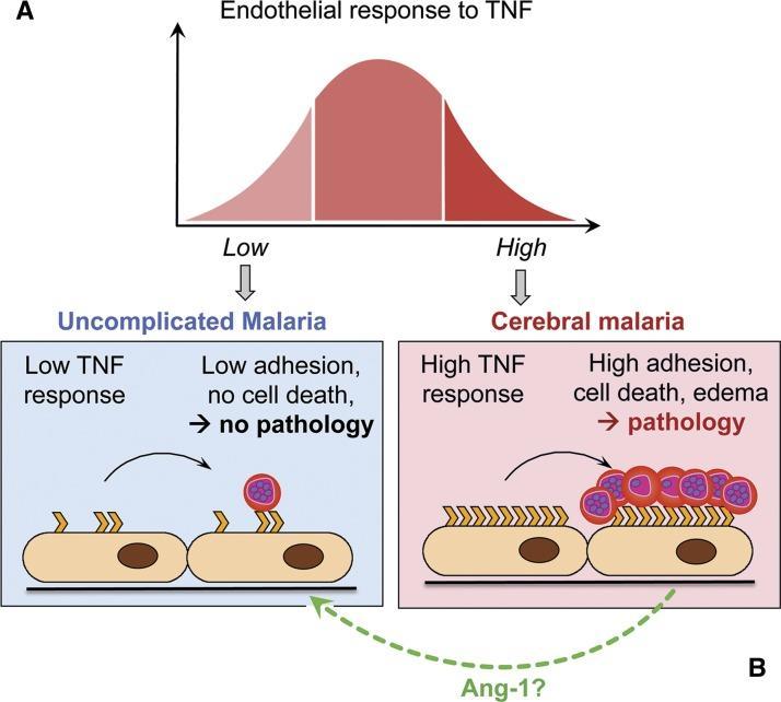 Patogeneze tropické malárie TOXICKÁ HYPOTÉZA KORPUSKULÁRNÍ HYPOTÉZA Rozpad infikovaných erytrocytů Sekvestrace erytrocytů Parazitární Ag GPI IFNγ