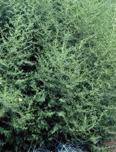 H O O O H CF 3 O O Artemisinin Artemisia annua