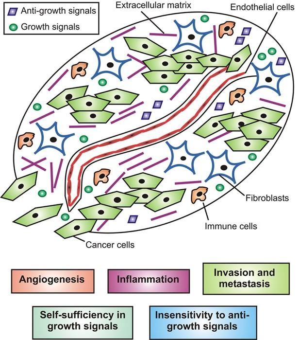 Histologická skladba nádoru nádor je komplexní tkáň Nádorové stroma mezenchymální tkáňové složky: cévní komponenty, podpůrné mezenchymální tkáně, lymfocyty, makrofágy,.