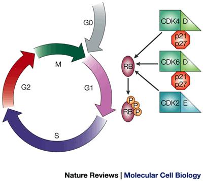 Poruchy regulace buněčného cyklu Ztráta regulace buněčného cyklu je kritická součást transformace M - kopie DNA jsou separovány; kondenzované chromozomy G1 - obsah DNA: 2N S - replikace DNA;