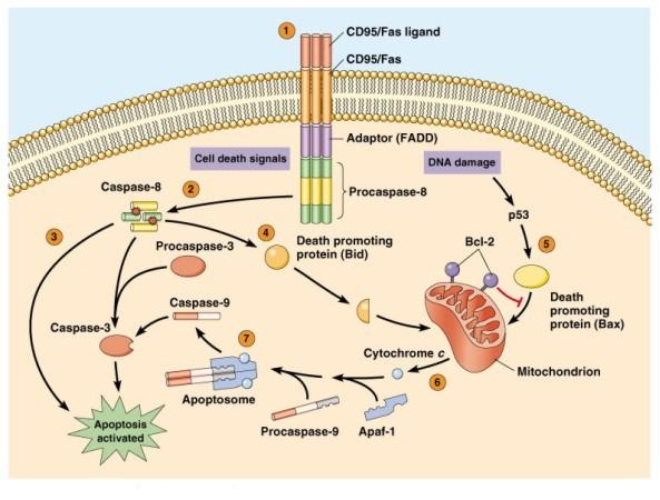 Regulace a průběh apoptózy Vnější cesta receptorová: vazbou ligandu na příslušný receptor smrti vzniká proapoptotický signál. Ten vede k aktivaci domény smrti za kooperace dalších proteinů.