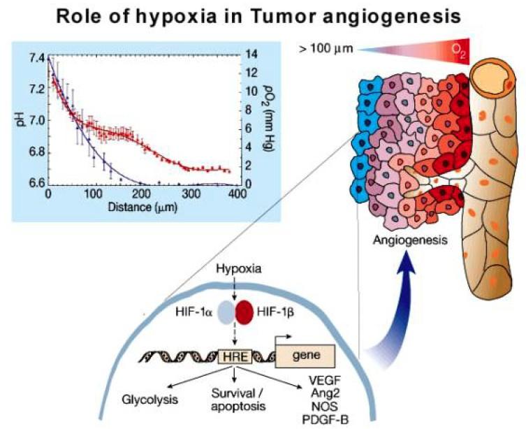 pouze velikosti 1-2 mm3 Neoangiogenezi indukuje vzniklá hypoxie Nerovnováha mezi