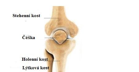 Tibie, holenní kost, uložena na palcové straně bérce, má zevní a vnitřní hrbol (condylus lateralis a medialis) a je hlavní nosnou kostí bérce.