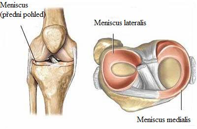 Obrázek 3. Menisky kolenního kloubu (http://acl-plastika.wbs.cz) 2. 1.