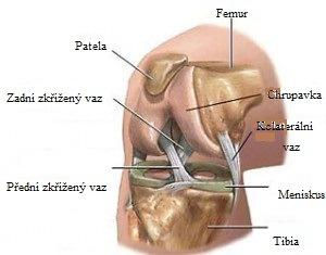 Ligamentum popliteum arcuatum má trojúhelníkovitý tvar a dělí se na přední a zadní raménko, tedy laterální a mediální, přičemž přední raménko bývá často označováno jako krátký zevní postranní vaz.