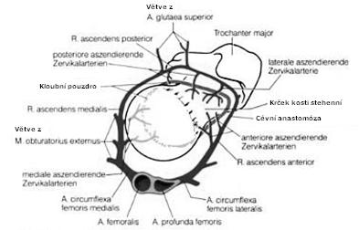 Arteria circumflexa femoris lateralis 3. Arteria obturatoria 1. Arteria circumflexa femoris medialis vychází z a.