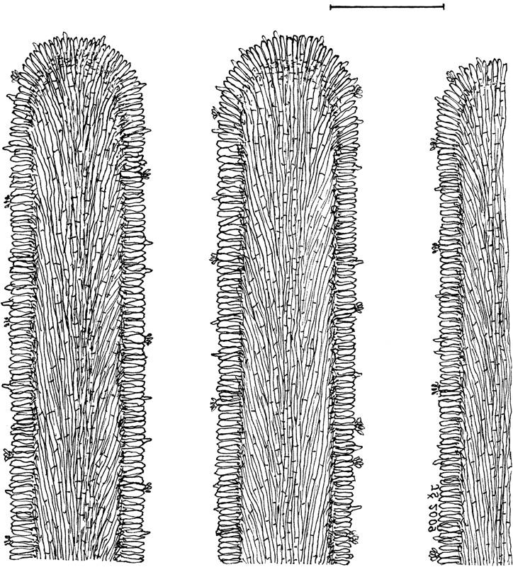 Fig. 2. Schematic drawing of structure of tube mouths in young fruit body of Suillellus luridus (type species of Suillellus), longitudinal section. Cheilocystidia are not conspicuously developed.