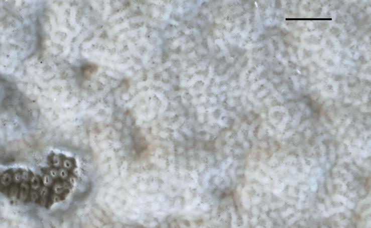 ŠUTARA J.: ANATOMICAL STRUCTURE OF PORES IN EUROPEAN SPECIES OF BOLETOID GENERA Fig. 3.