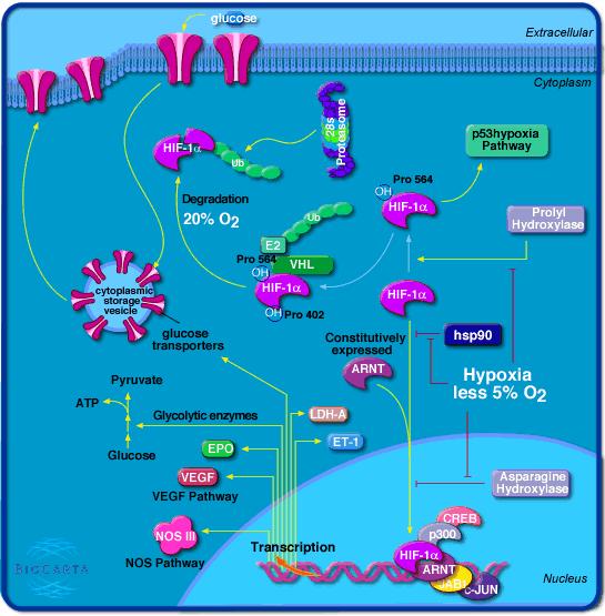 HIF-1 O2 reguluje rychlost degradace HIF-1α.