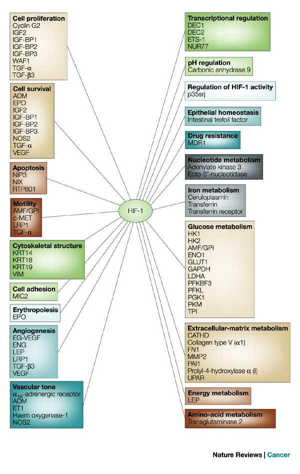 tumor-supresorového proteinu, který je rozpoznávací komponentou pro E3 ubiquitin-protein ligázu. Vazba VHL je podporována také acetylací lysinu lysine (K) 532 pomocí ARD1 acetyltransferázy.