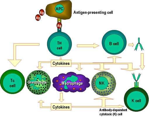 Th cells are at the center of cell-mediated immunity. The antigenpresenting cells present antigen to the T helper (Th) cell.