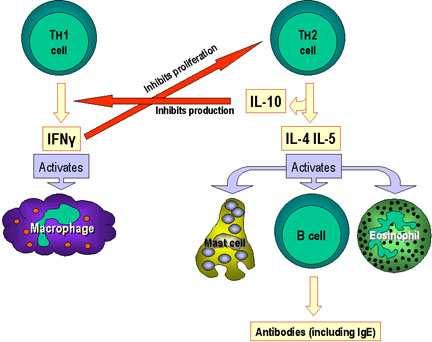 For example, Th cells help the B cells to make antibody and also activate other cells.