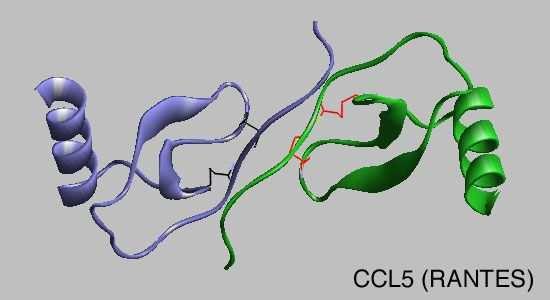 Chemokinové rodiny β-chemokinová rodina 17q (17q11-32, CC-chemokiny- CCL 1-28) Biologické aktivity chemokinů jsou řízeny specifickými receptory a receptory s překrývajícími se ligandovými