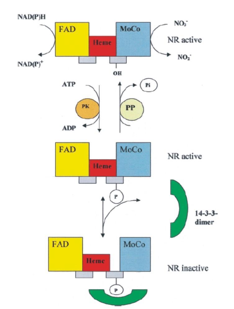 Obr. 6: Model regulace aktivity NR fosforylací a vazbou proteinu 14-3-3. Aktivní NR je fosforylována NR kinasou (PK). Na fosforylovanou NR se naváže dimer proteinu 14-3-3 a inaktivuje jí.
