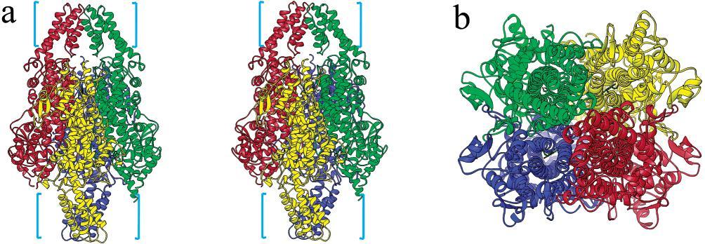 Obr. 9: Struktura PAL z Rhodosporidium toruloides. získaná rentgeno-strukturní analýzou. Na obrázku je tetramer PAL složený ze čtyř identických podjednotek (červená, žlutá, modrá, zelená) [52]. 1.3.