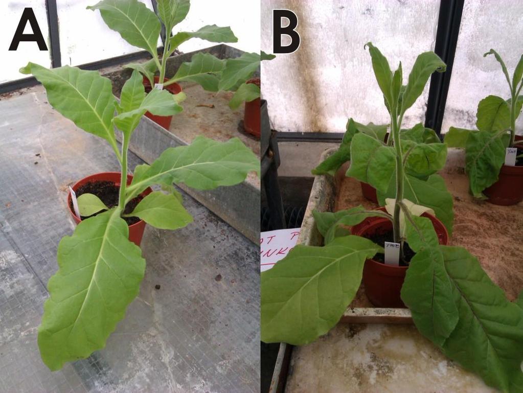 rostliny tabáku infikované PVY NTN a následně vystavené teplotnímu šoku; rostliny tabáku vystavené teplotnímu šoku a následně infikované PVY NTN.