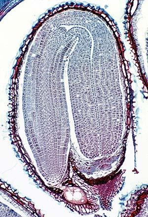 Příklad semene bez endospermu v době zralosti embrya http://www.lvdayschool.