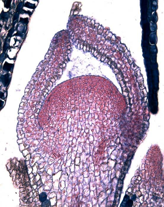 Begonia rex SAM listová primordia kmenové buňky