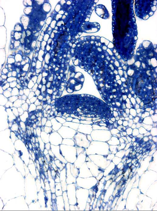 Arabidopsis SAM a