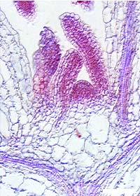 35S::LhG4 14/1-C d) neaktivovaný