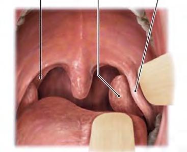 teeth, periodontium, face soft tissues lips,, oral cavity organs, mucous