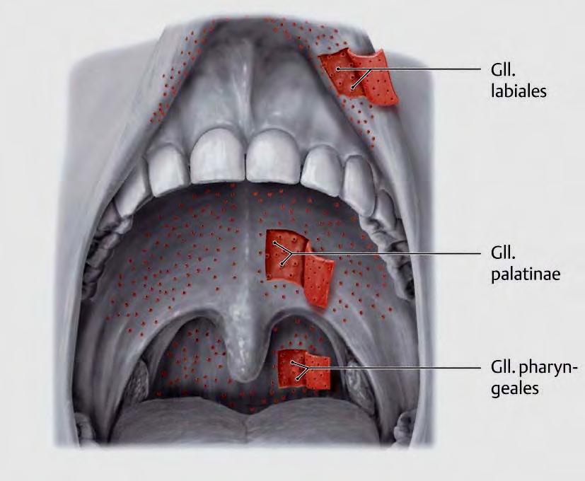 OROFACIAL SYSTEM (Maxilomandibular, maxilofacial, chewing, stomatognathic) Jaws, hyoid bone, face bones, temporomandibular joints, teeth,