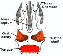 Oddělení nosní a ústní dutiny Ectodermová destička, mesoderm
